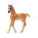 Poulain Arabe - Schleich 13984